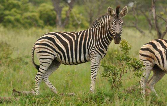 姆卡亚野生动物保护区 Mkhaya Game Reserve