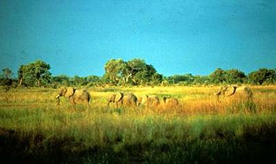 东苏丹大草原 East Sudanian savanna