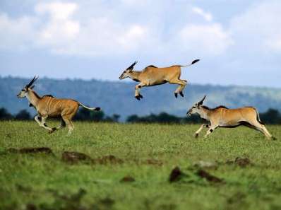 卡唐加野生动物保护区 Katonga Wildlife Reserve