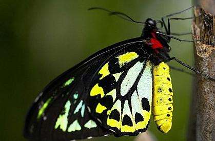 澳大利亚蝴蝶保护区 Australian Butterfly Sanctuary
