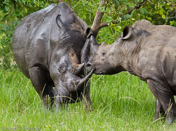 滋瓦犀牛保护区 Ziwa Rhino Sanctuary