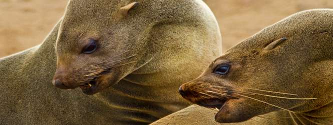 十字角海豹保护区 Cape Cross Seal Reserve