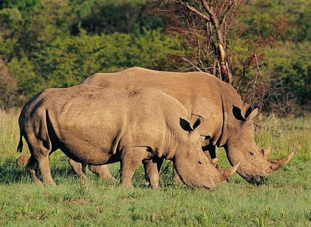 卡玛犀牛保护区 Khama Rhino Sanctuary