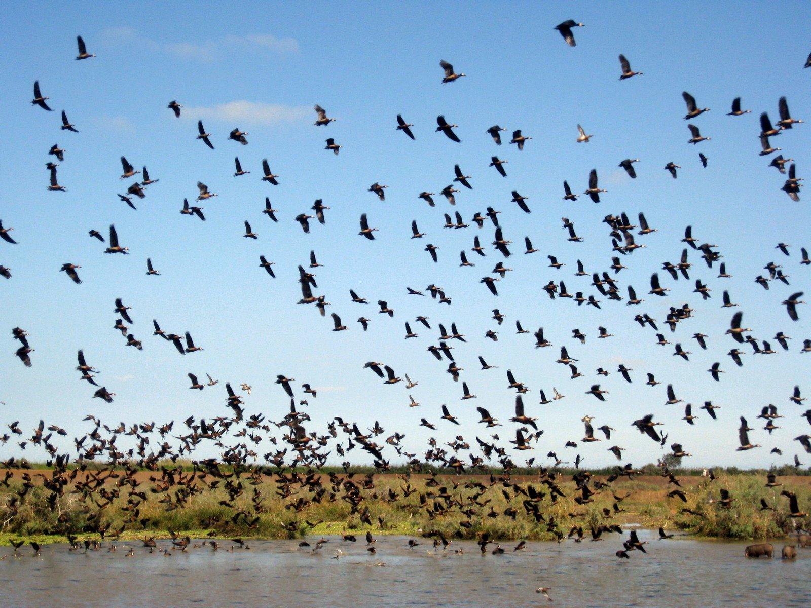 朱贾国家鸟类保护区 Djoudj National Bird Sanctuary
