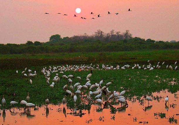 潘塔奈尔保护区 Pantanal Conservation Area
