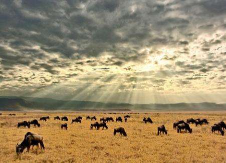 恩戈罗恩戈罗自然保护区 Ngorongoro Conservation Area