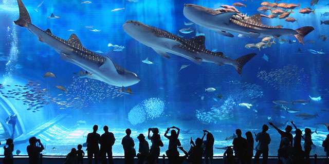 沖绳美之海水族馆 Okinawa Churaumi Aquarium