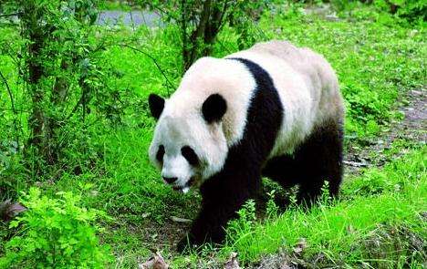 四川大熊猫栖息地 Sichuan Giant Panda Sanctuaries-Wolong Mt Siguniang and Jiajin Mountains