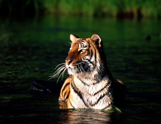 孙德尔本斯国家公园 The Sundarbans