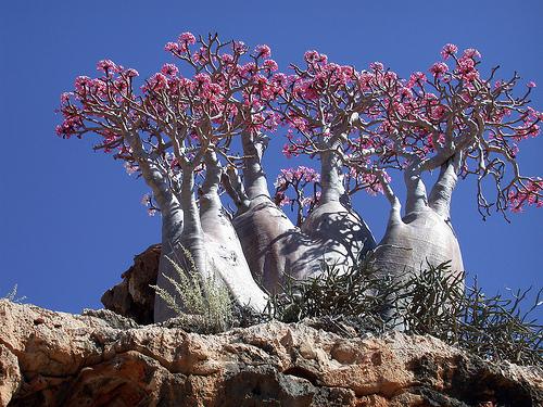 索科特拉岛 Socotra Island