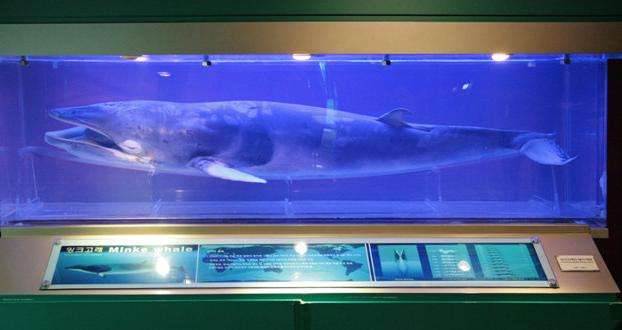 长生浦鲸鱼博物馆 Jangsaengpo Whale Museum