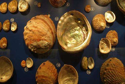 普吉贝壳博物馆 Phuket Seashell Museum