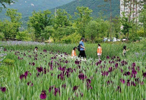 首尔菖蒲园 Seoul Iris Garden