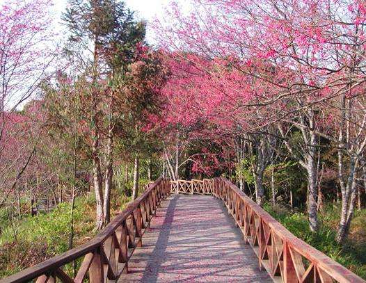 藤枝森林游乐区 Tengzhih Forest Recreation Area