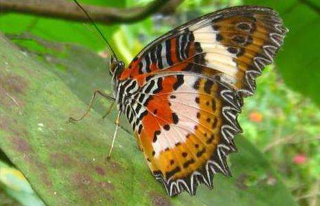 奇潘地蝴蝶园 Kipandi Butterfly Park