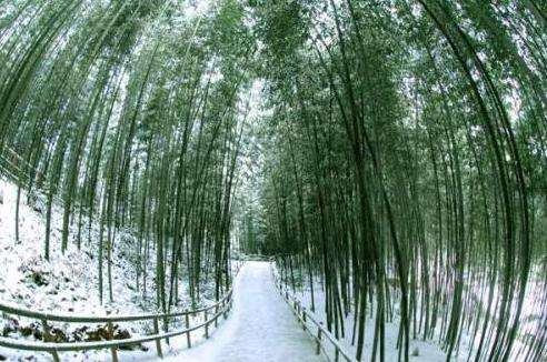 竹绿园 Bamboo Park