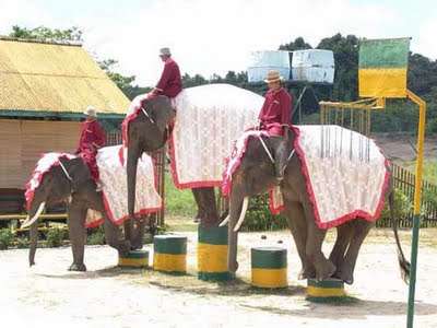 民丹岛大象公园 Bintan Elephant Park
