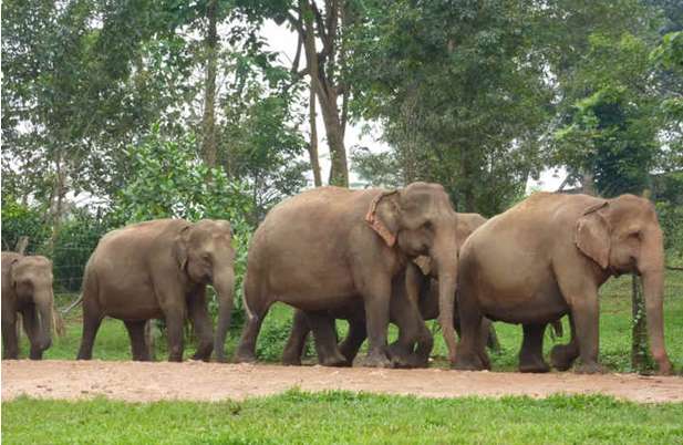 大象孤儿院 Pinnawela Elephant Orphanage