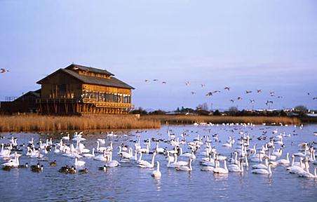 米子水鸟公园 Yonago Waterfowl Sanctuary