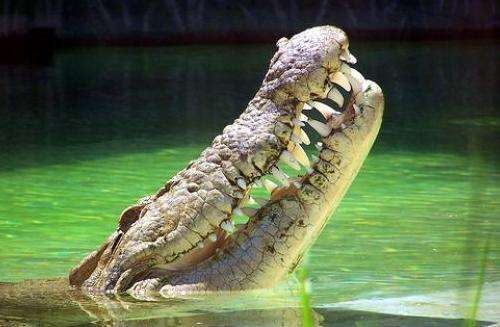 北榄鳄鱼湖动物园 Samutprakarn Crocodile Farm and Zoo