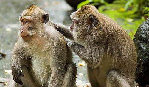 圣猴森林公园 Sacred Monkey Forest Sanctuary