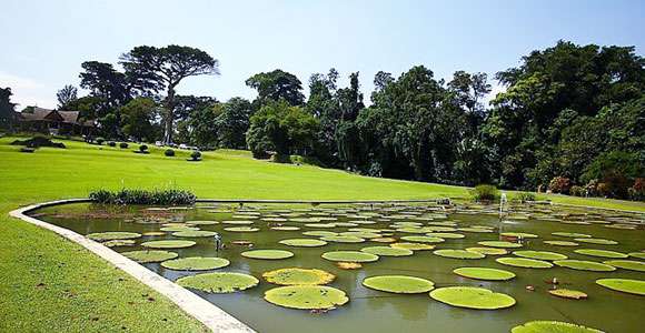 茂物植物园 Bogor Botanical Gardens