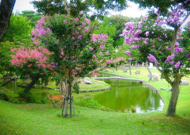 奈良公园 Nara Park