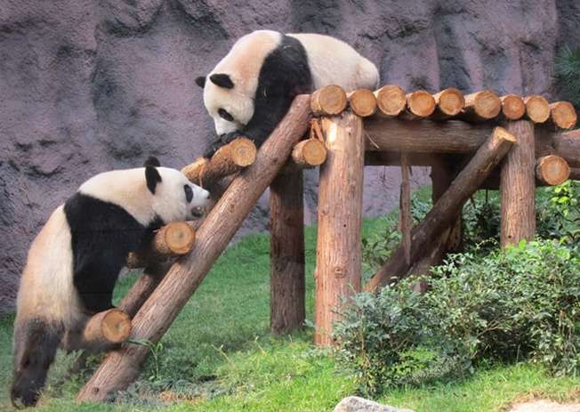澳门大熊猫馆 Macao Giant Panda Pavilion
