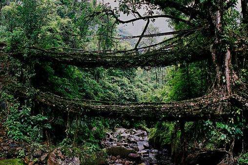 活树桥 Living Root Bridges