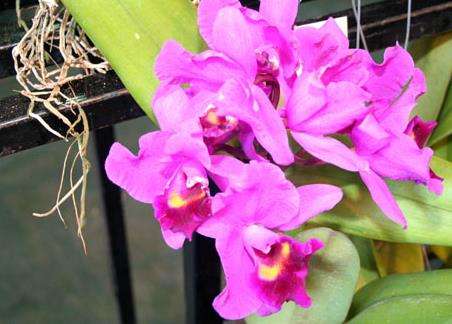 富境花庄 Orchid De Villa