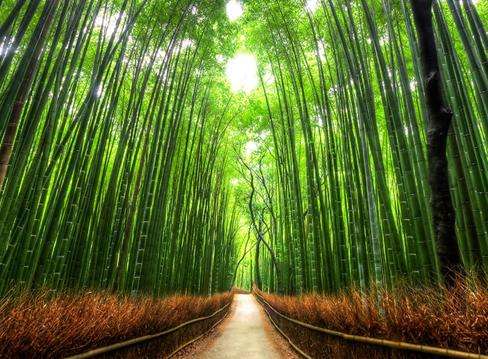 竹径 Bamboo Path