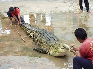 山打根鳄鱼养殖场 Sandakan Crocodile Farm