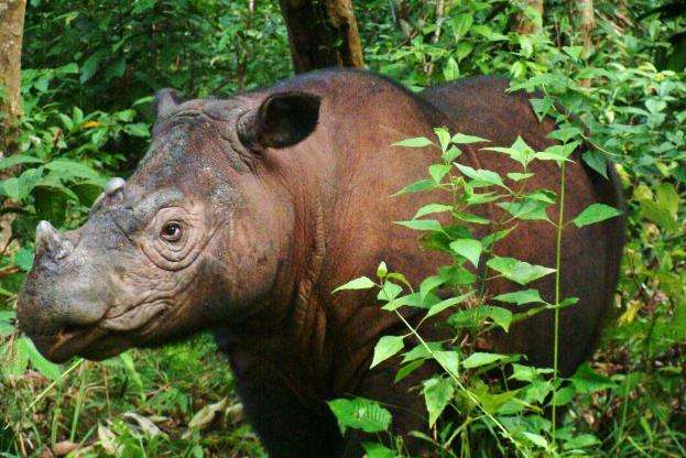双溪杜顺犀牛保护中心 Sungai Dusun Rhino Conservation Centre