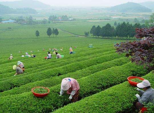 宝城郡大韩茶园 Tea Field in Boseong