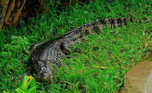 兰卡威鳄鱼场 Langkawi Crocodile Farm