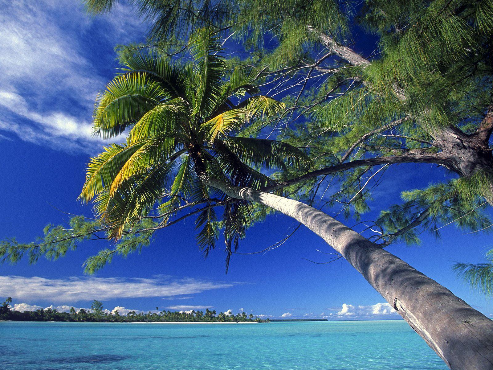 棕榈树小岛 Palm Tree Island