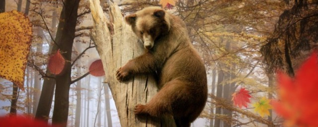 熊会爬树吗 熊会不会爬树