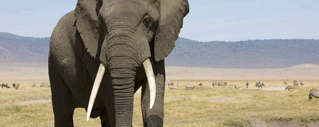 大象是叫一只还是一头 大象是头吗还是只