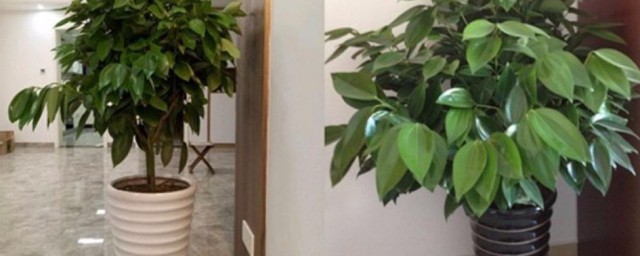 绿宝树适合放客厅吗 绿宝树可以放客厅吗