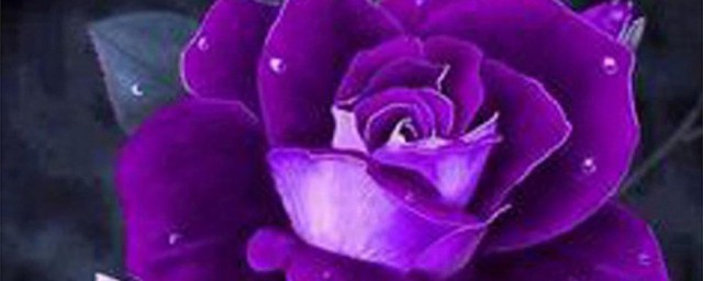 紫色玫瑰花语是什么 紫色玫瑰花语代表什么