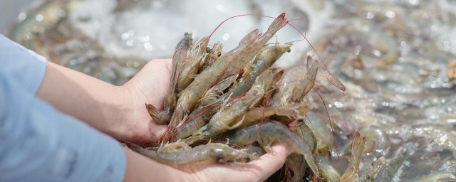 海虾怎么看新鲜 海虾如何挑选