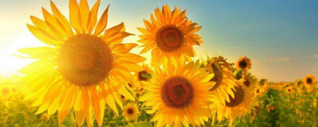太阳花的寓意和花语是什么 太阳花的寓意和花语是啥