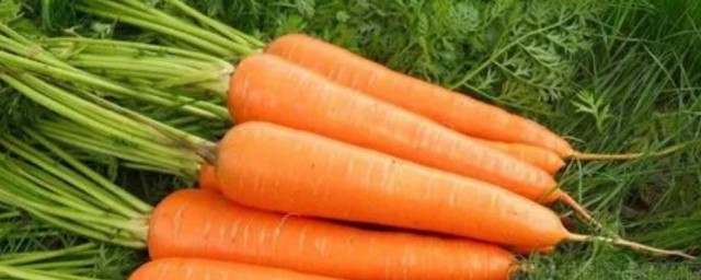 胡萝卜属于碳水还是蔬菜 胡萝卜到底属于碳水还是蔬菜