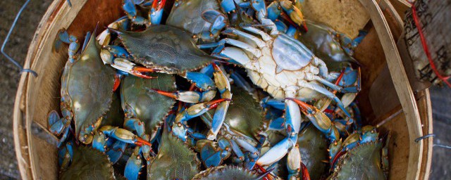 青蟹什么季节吃最好 螃蟹的营养价值