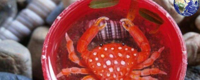 螃蟹和草莓可以一起吃吗 吃了草莓不宜吃螃蟹