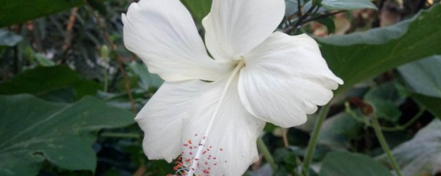 白色木槿花的花语 白色木槿花的花语介绍