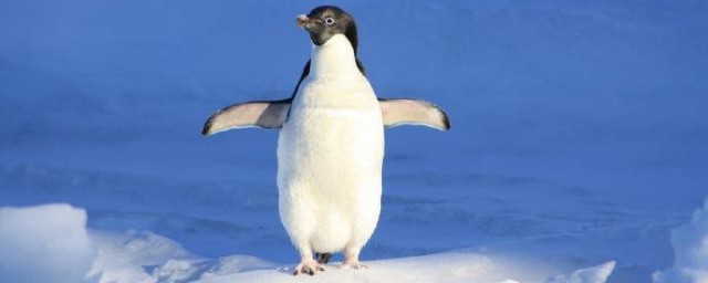 企鹅属于什么动物 企鹅属于哪一类动物