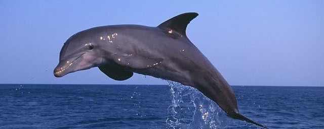 海豚代表什么寓意 海豚代表的寓意