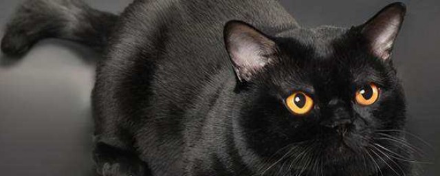 适合黑色猫咪名字洋气好听 适合黑色猫咪名字有哪些