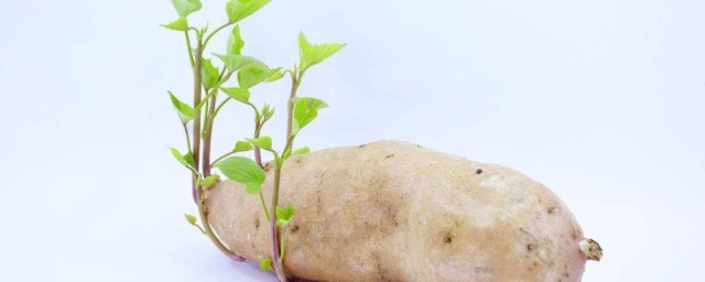 土豆长芽挖掉还能吃吗 吃 发芽土豆对身体影响